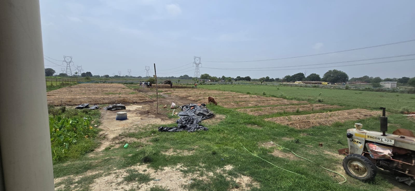 Lush agricultural field after organic treatment